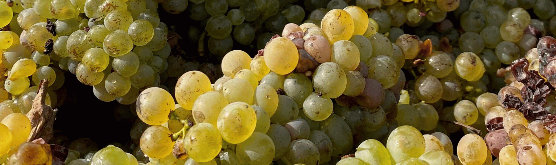 Chenin Blanc et Terroir de Schiste : Le secret des grands liquoreux de Bonnezeaux